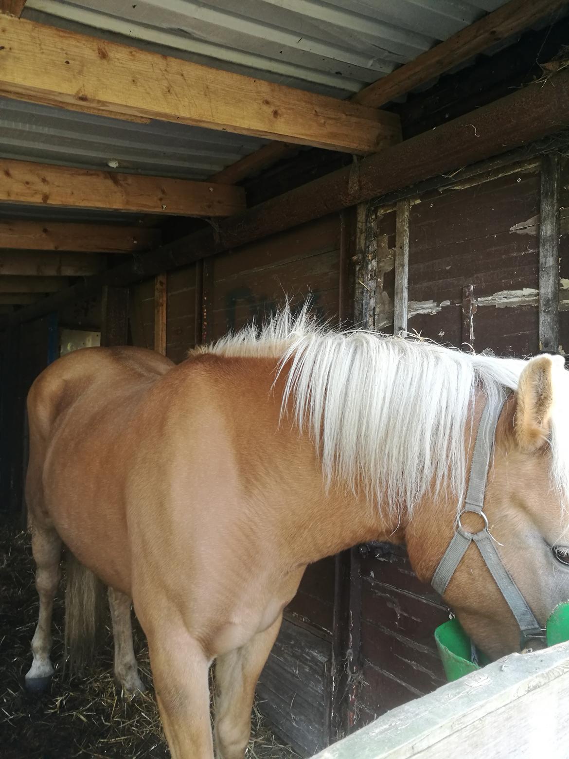 Tyroler Haflinger Monnick af mosegaarden billede 4