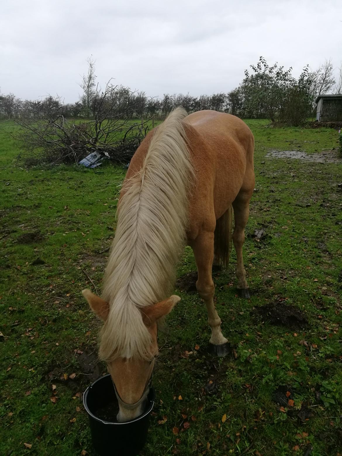 Tyroler Haflinger Monnick af mosegaarden - dagen efter at hun ankom billede 3