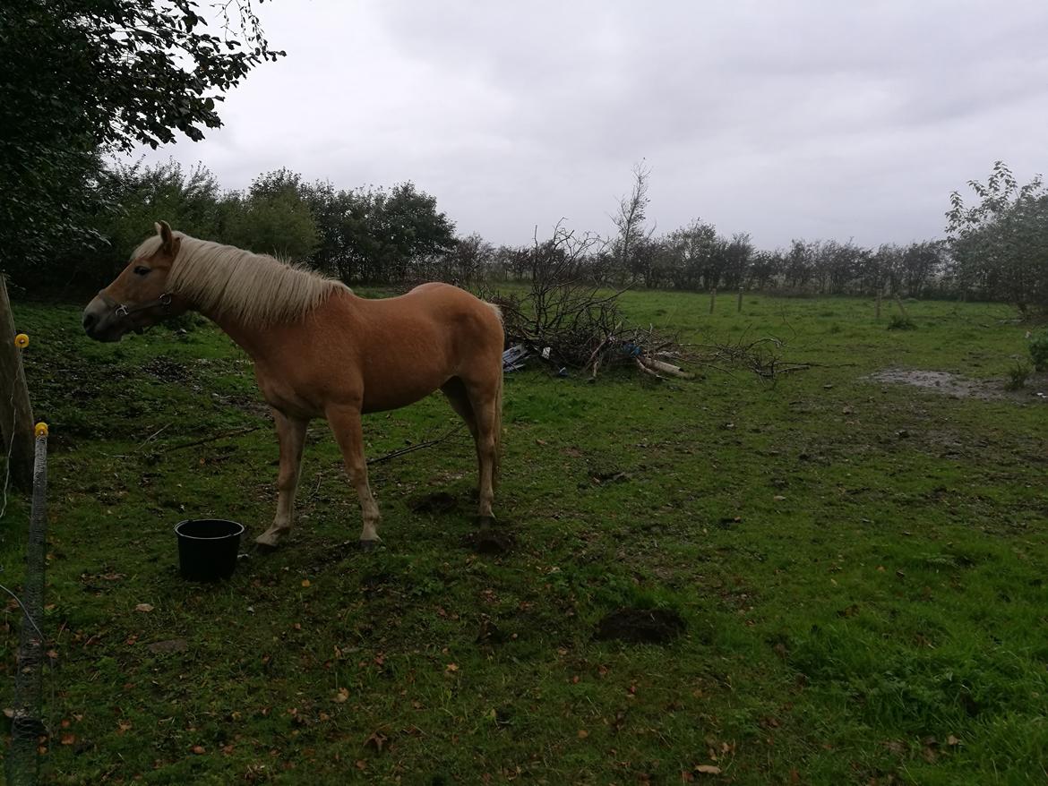 Tyroler Haflinger Monnick af mosegaarden - dagen efter hun ankom billede 7