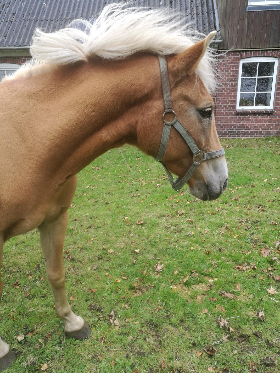 Tyroler Haflinger Monnick af mosegaarden billede 6