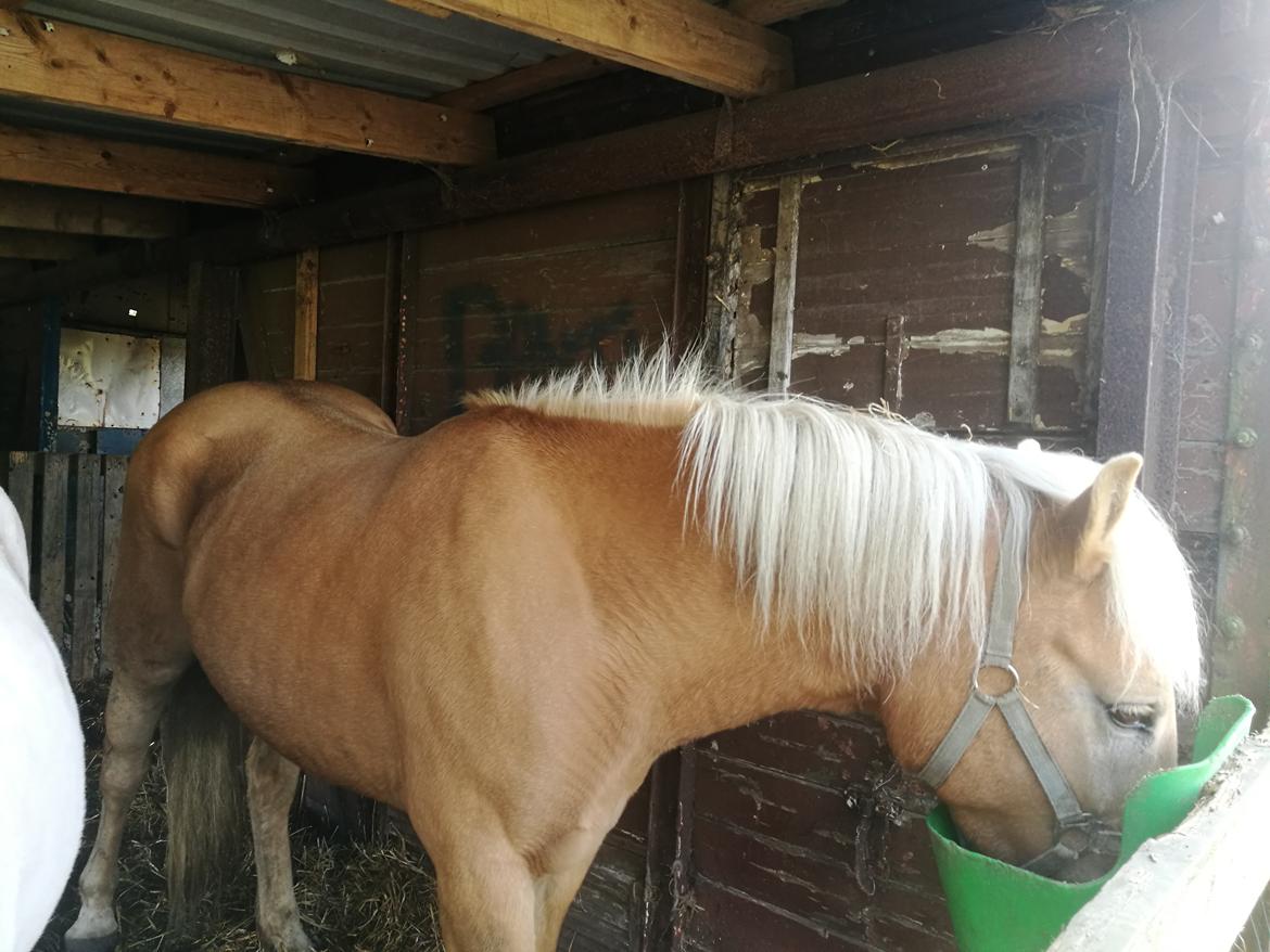 Tyroler Haflinger Monnick af mosegaarden billede 9