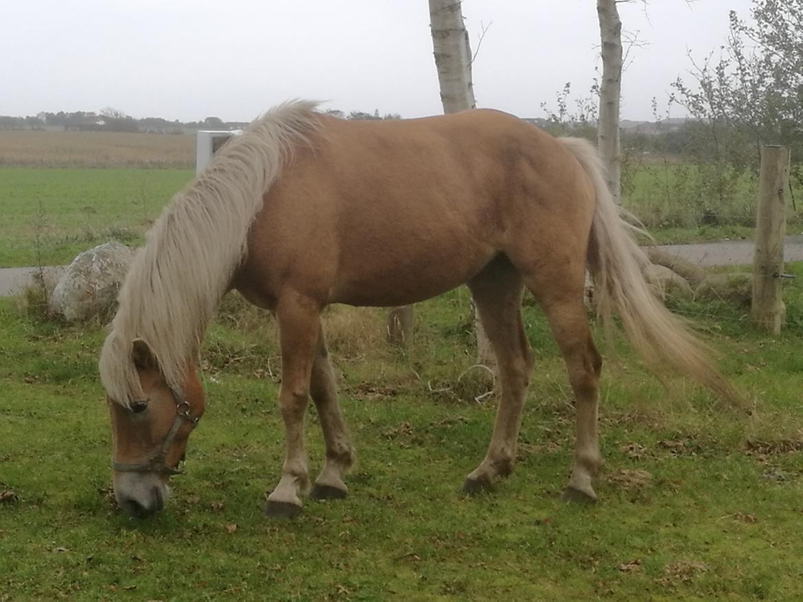 Tyroler Haflinger Monnick af mosegaarden billede 8
