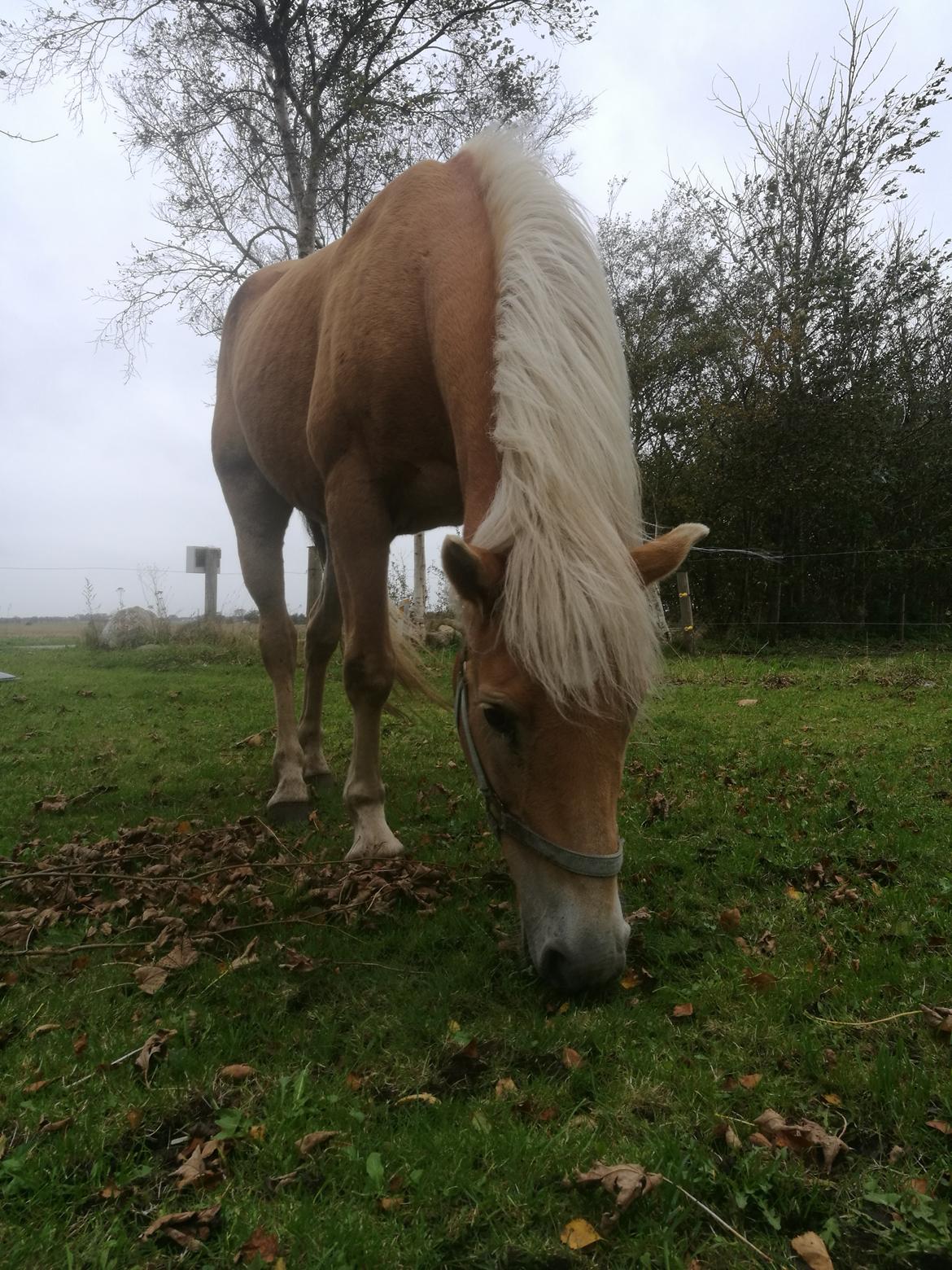 Tyroler Haflinger Monnick af mosegaarden billede 10