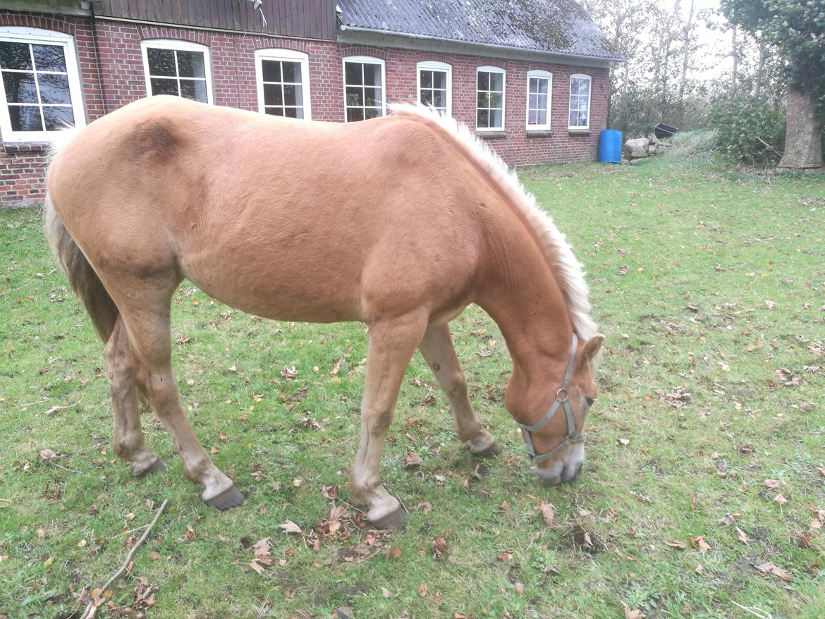 Tyroler Haflinger Monnick af mosegaarden - græsser på træningsbanen/plænen billede 12