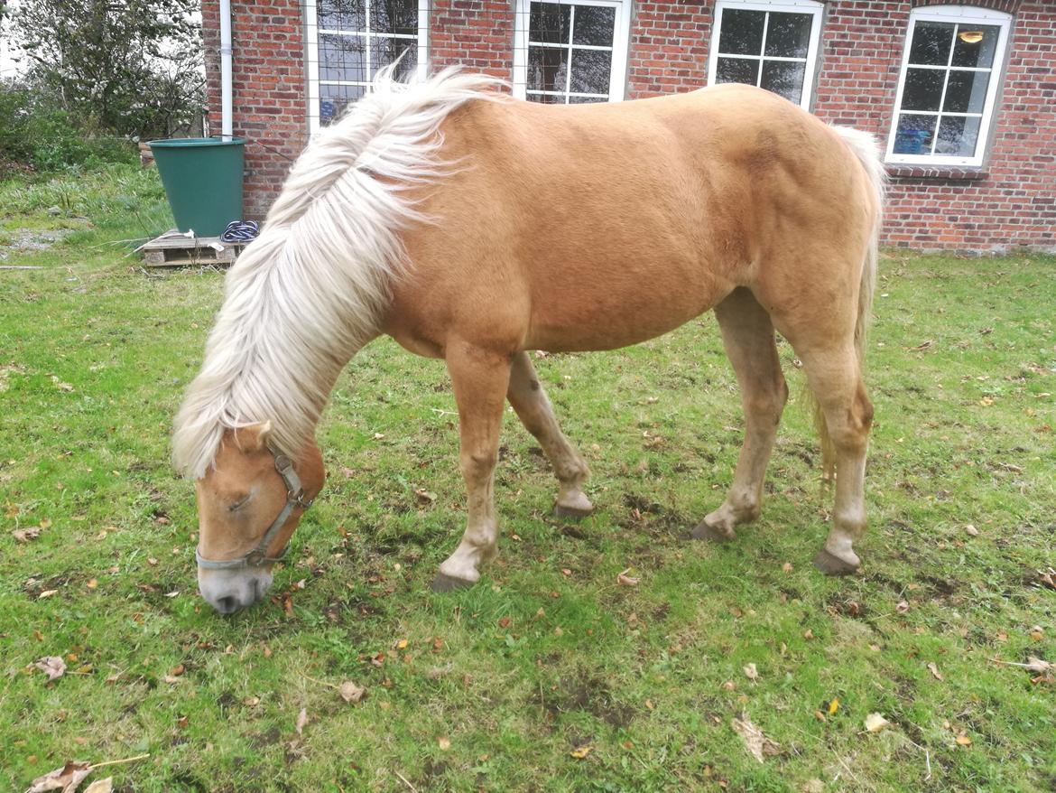 Tyroler Haflinger Monnick af mosegaarden billede 11