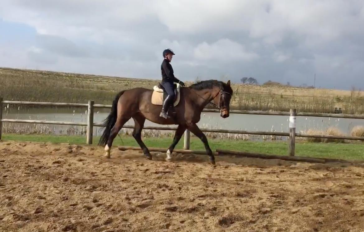 Dansk Varmblod Miss Fiona (Fifi) billede 2