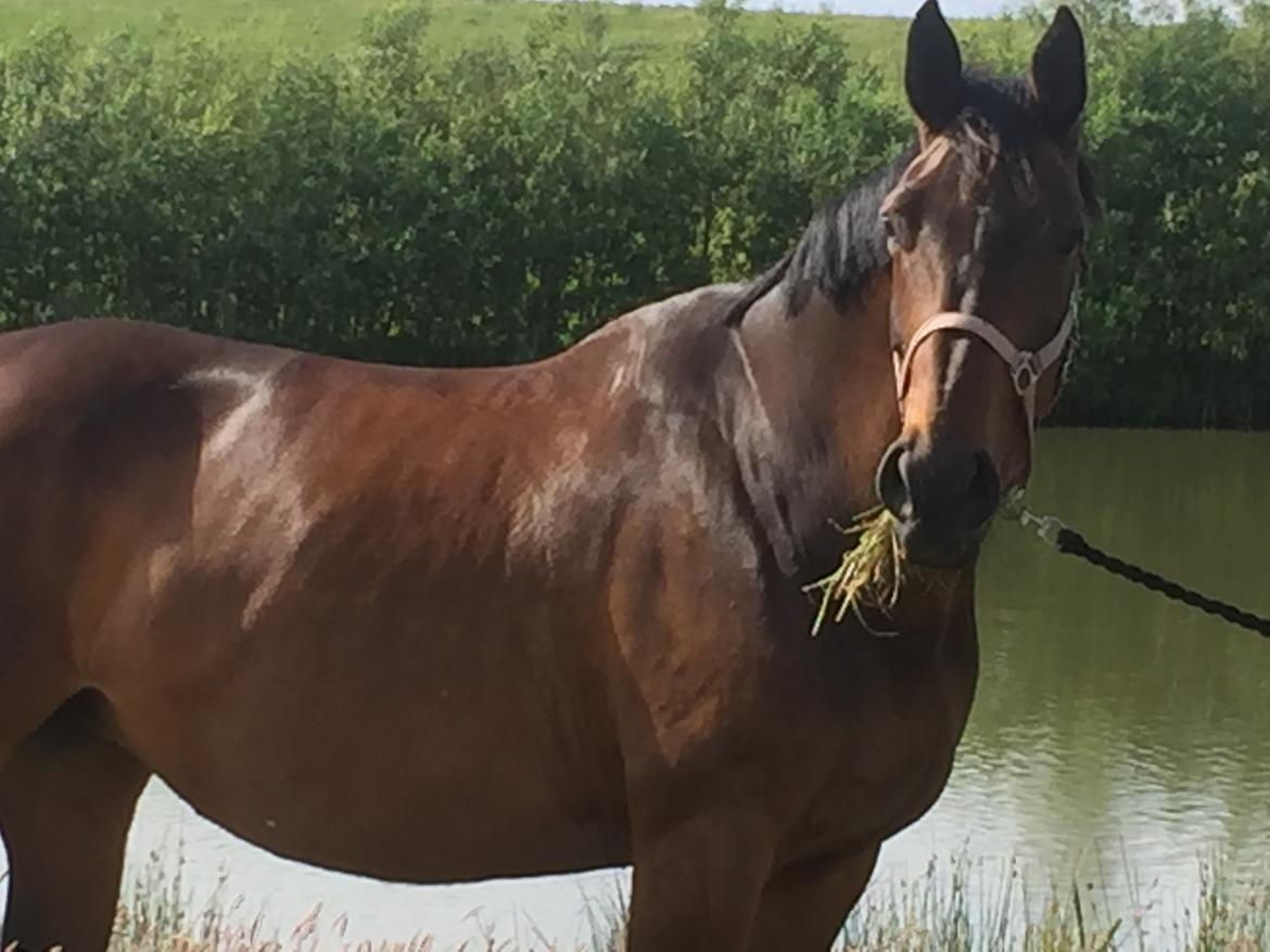 Dansk Varmblod Miss Fiona (Fifi) billede 6