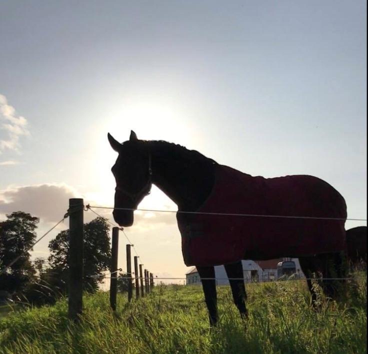 Dansk Varmblod Miss Fiona (Fifi) billede 1