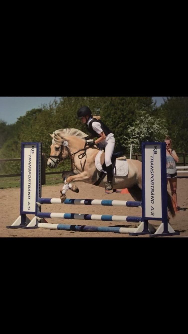 Fjordhest Ella billede 1