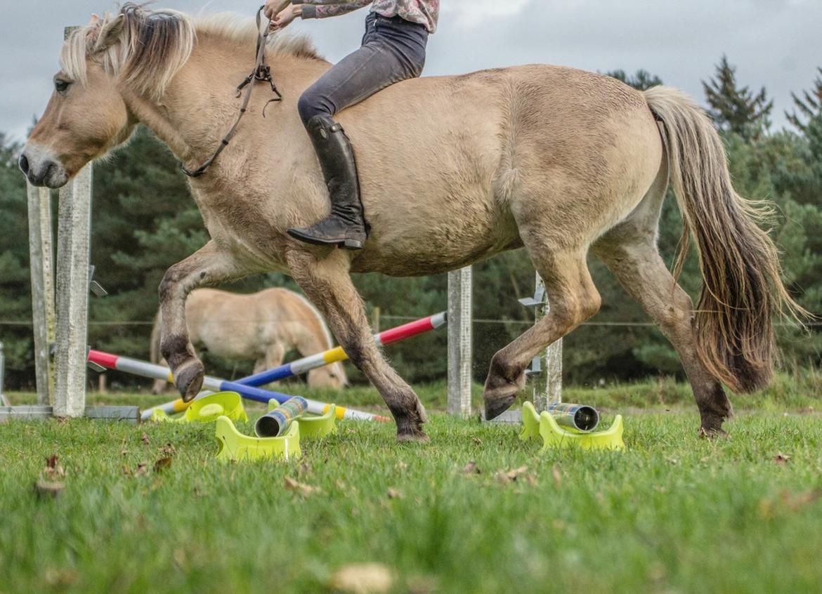 Fjordhest Kastanielystens Spunk billede 13