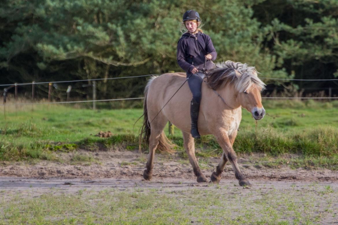 Fjordhest Kastanielystens Spunk billede 17