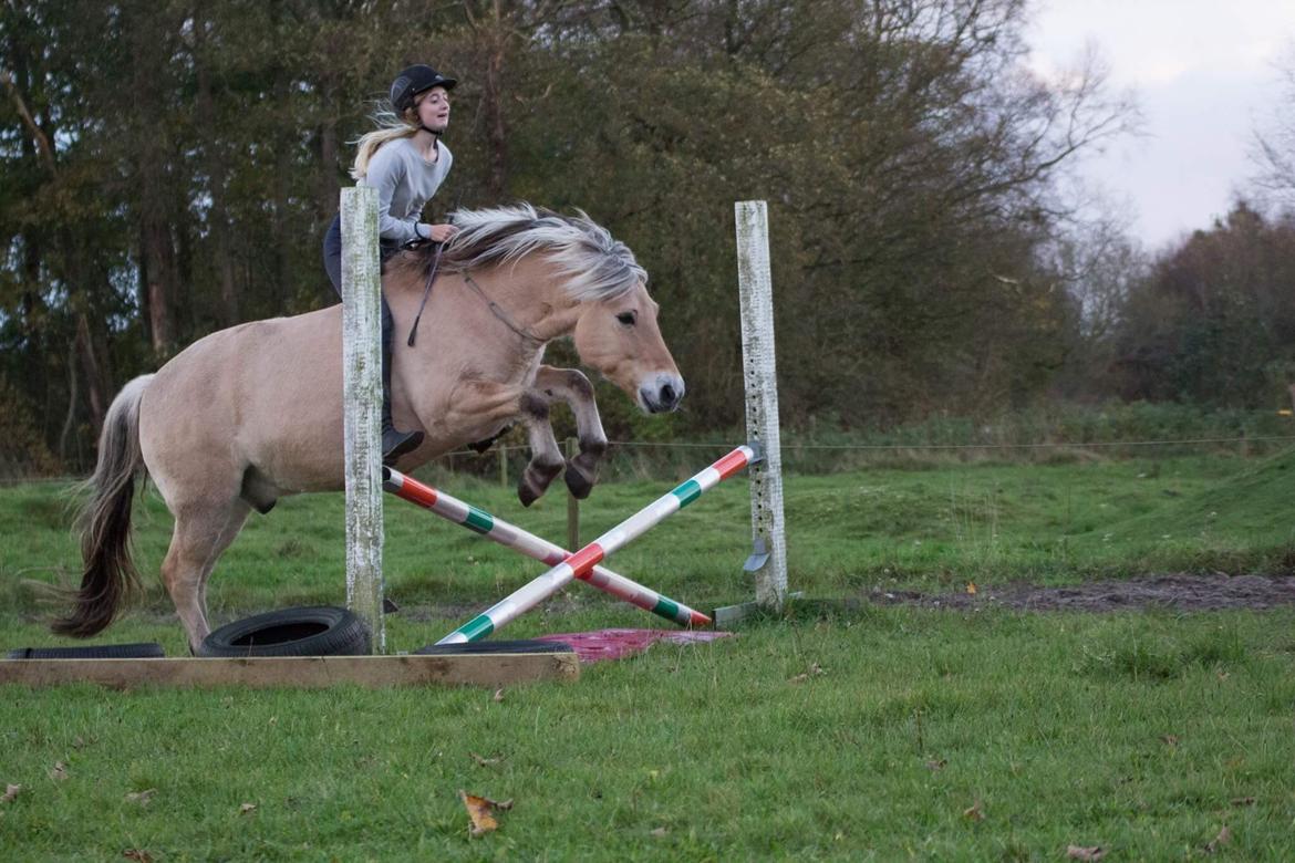 Fjordhest Kastanielystens Spunk billede 15