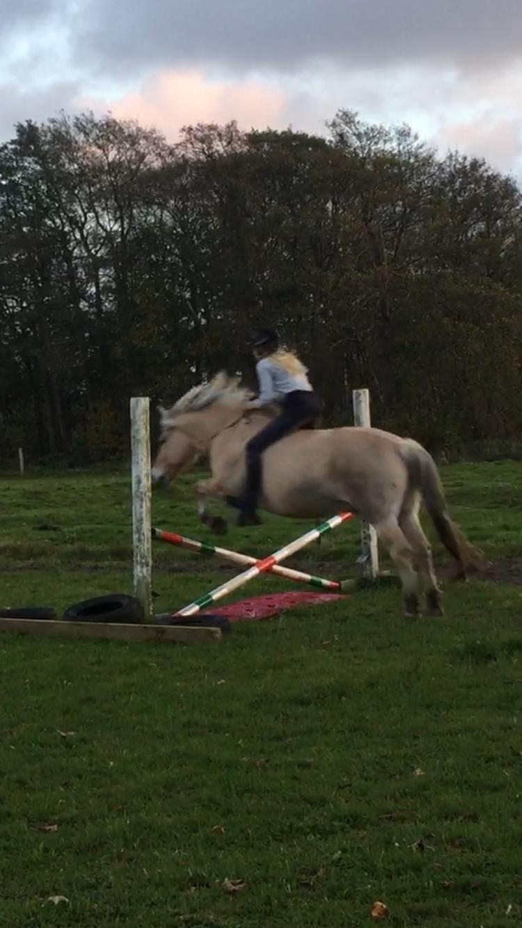 Fjordhest Kastanielystens Spunk billede 19