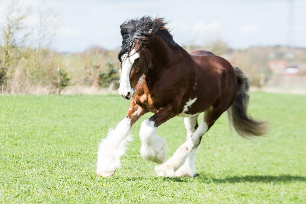 Clydesdale Herkules Enterprise billede 1