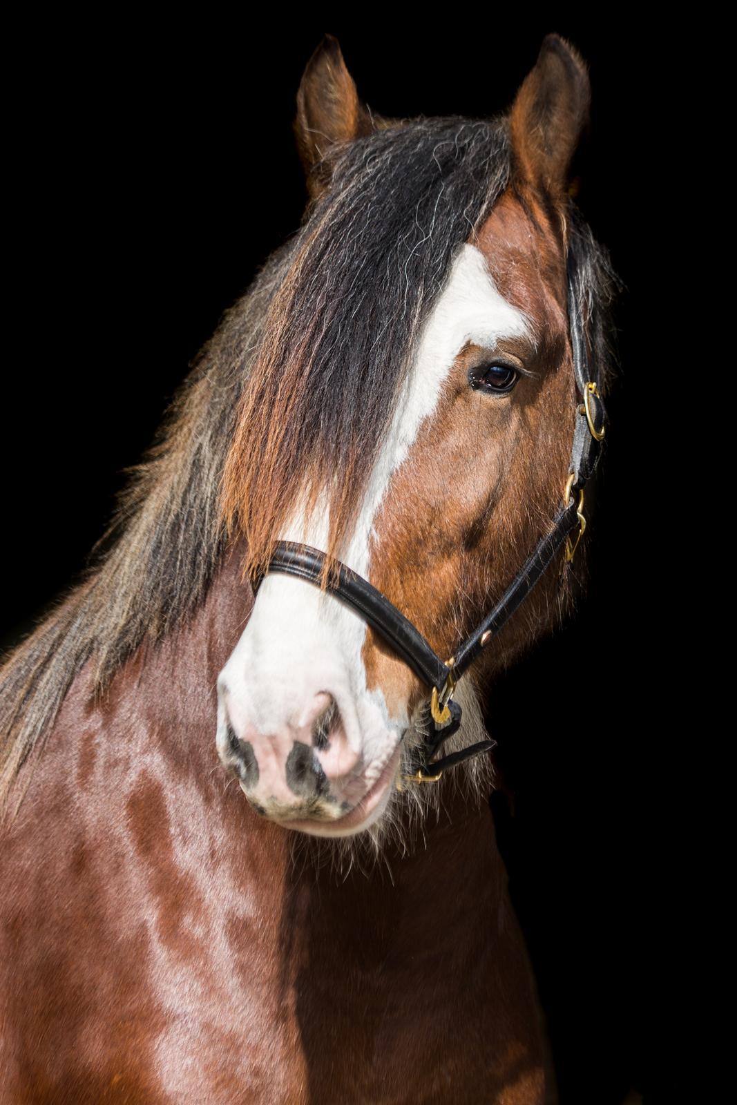 Clydesdale Herkules Enterprise billede 3