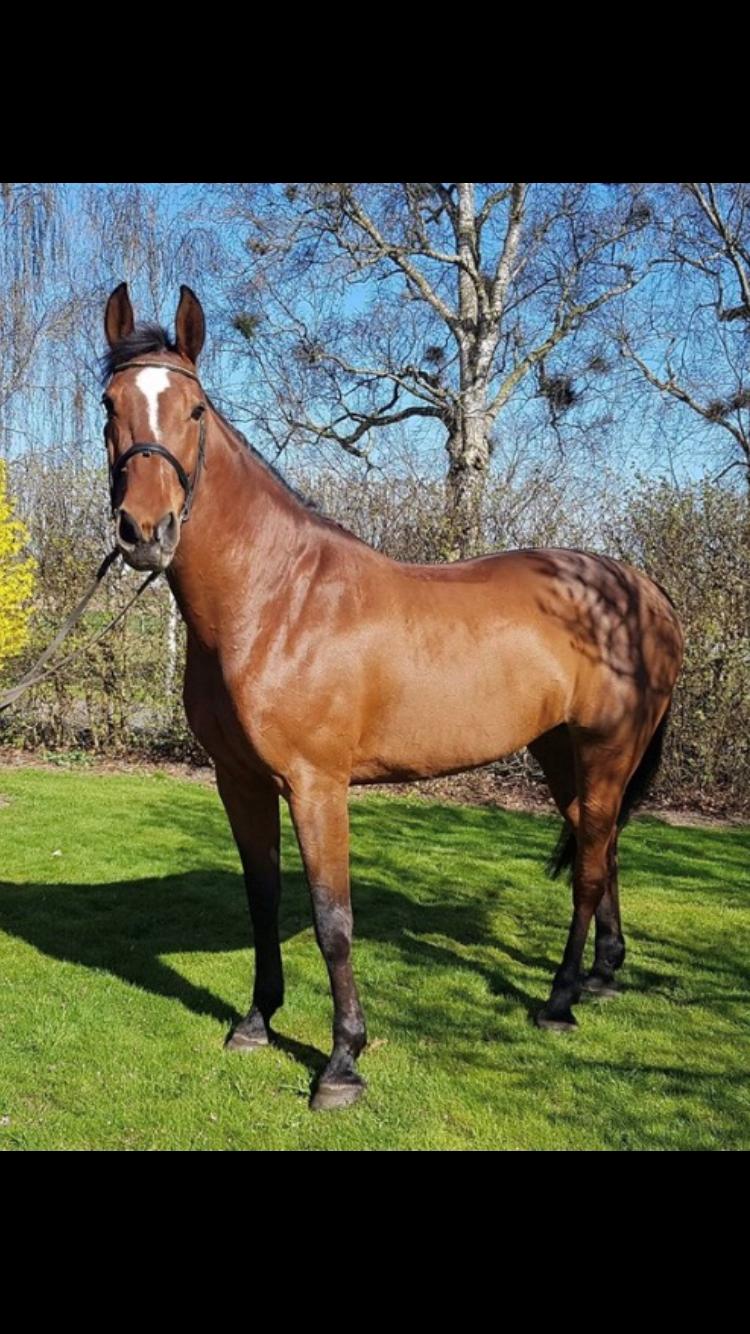 Dansk Varmblod Appetizer HIMMELHEST  billede 1