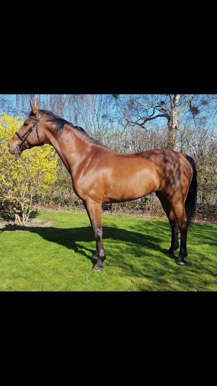 Dansk Varmblod Appetizer HIMMELHEST  billede 2