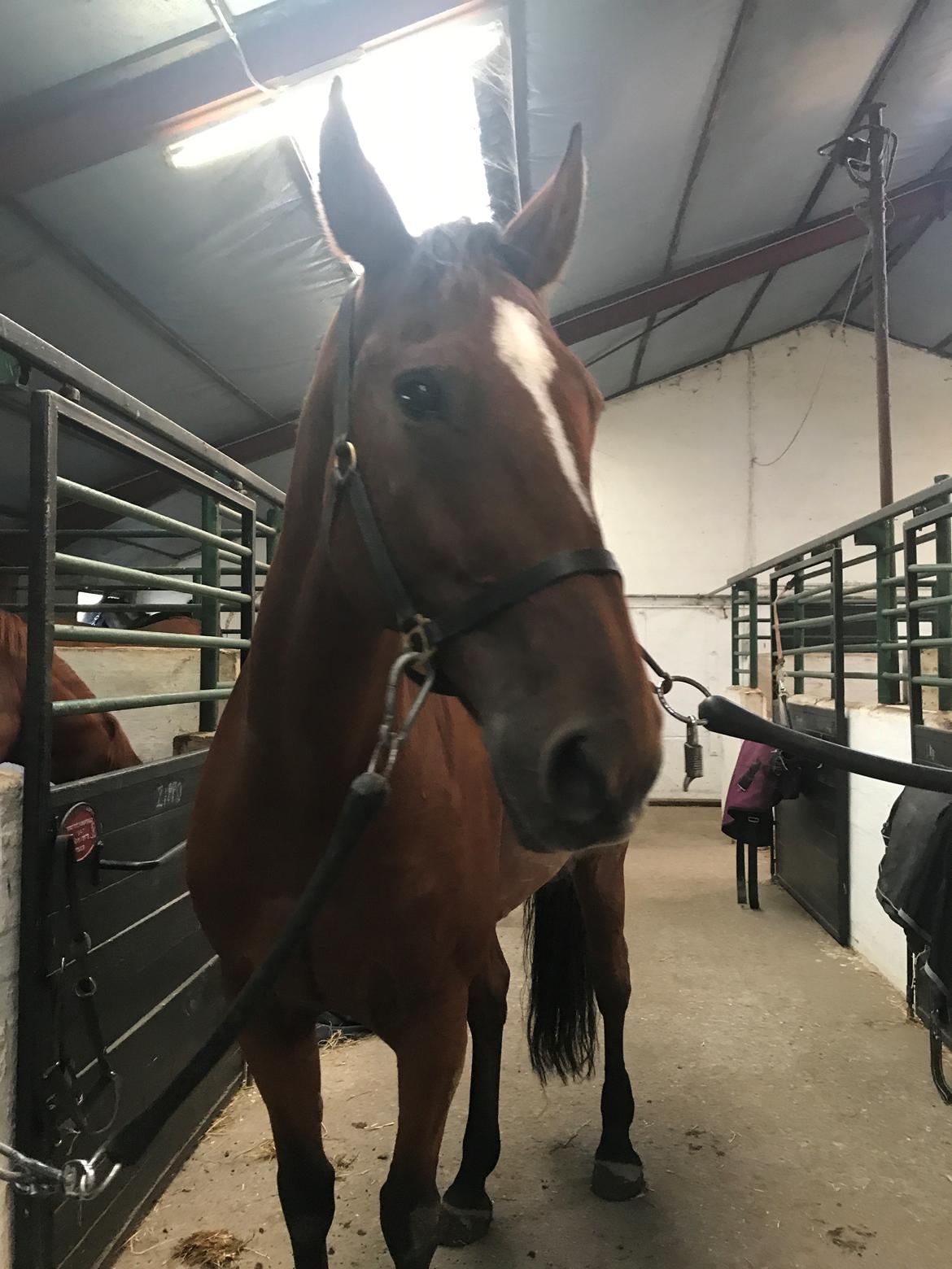 Dansk Varmblod Appetizer HIMMELHEST  billede 3