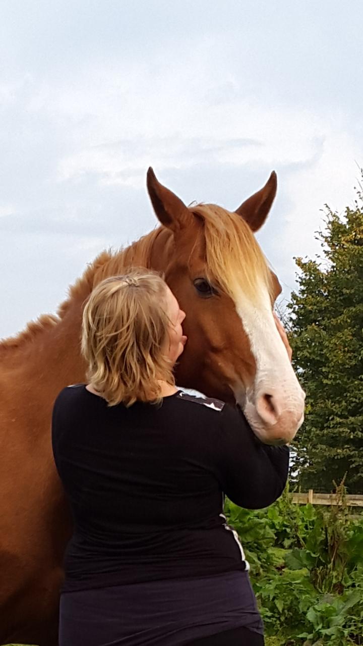 Tysk Sportspony Mr. Fancy Pants billede 21