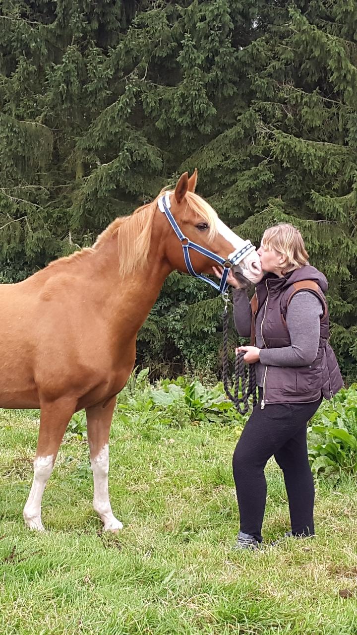 Tysk Sportspony Mr. Fancy Pants billede 24