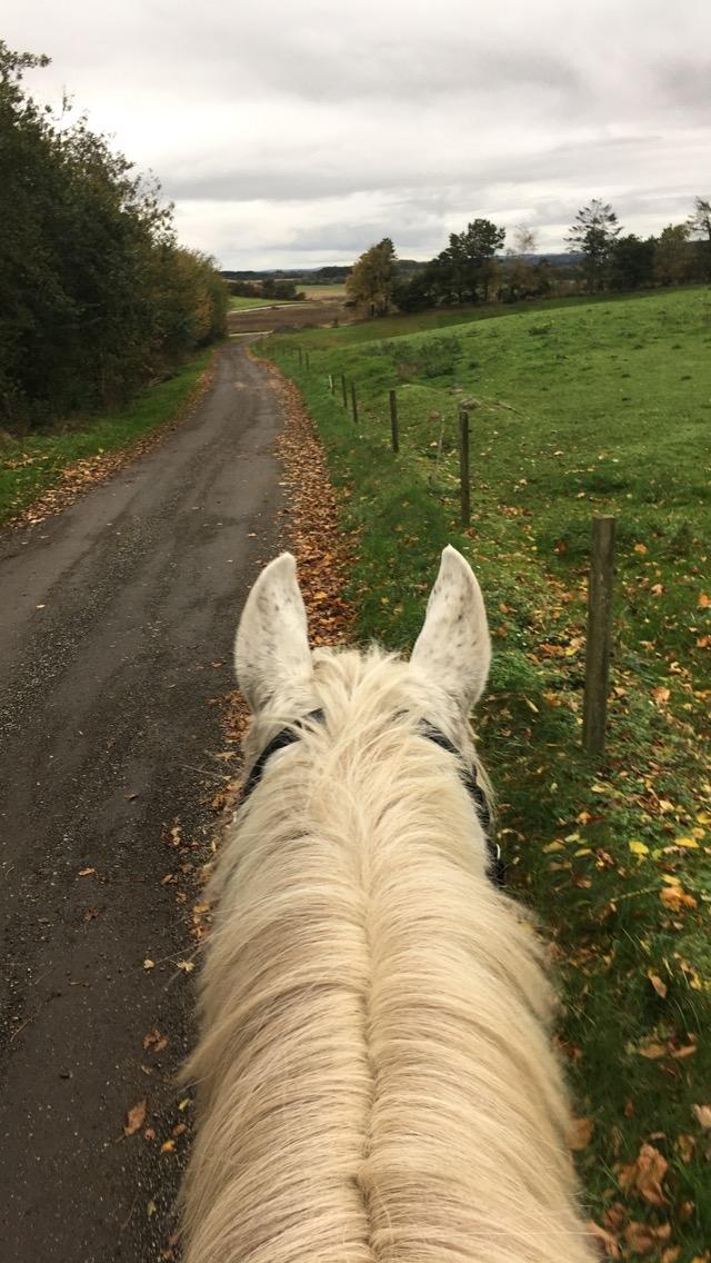 Anden særlig race Happy billede 5
