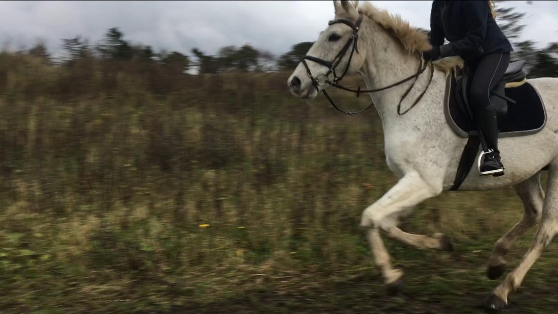 Anden særlig race Happy - Dejligt, med lidt vind i håret <3 billede 7