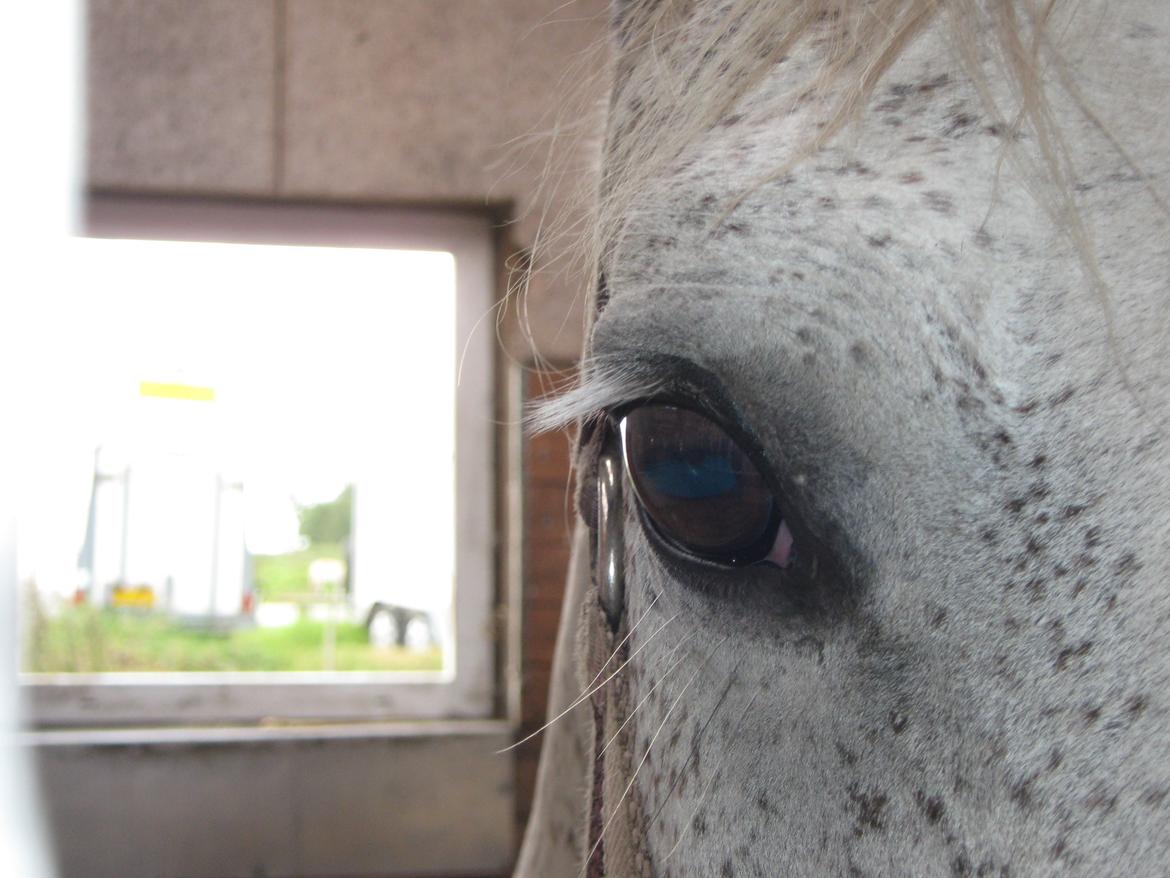 Anden særlig race Happy billede 8