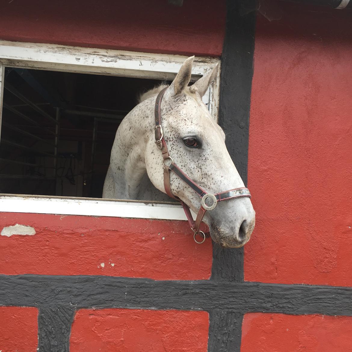 Anden særlig race Happy billede 6