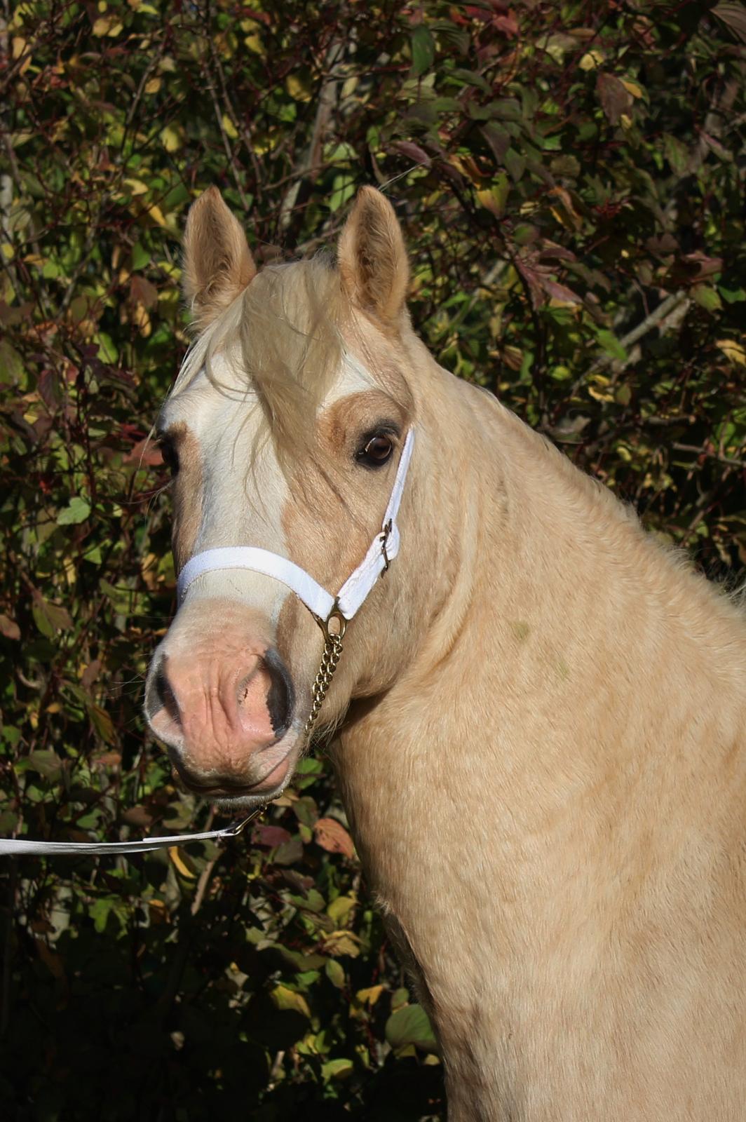 Welsh Cob (sec D) MELANDERS WILL TURNER *Avlshingst* - 29. Okt 2017 billede 2