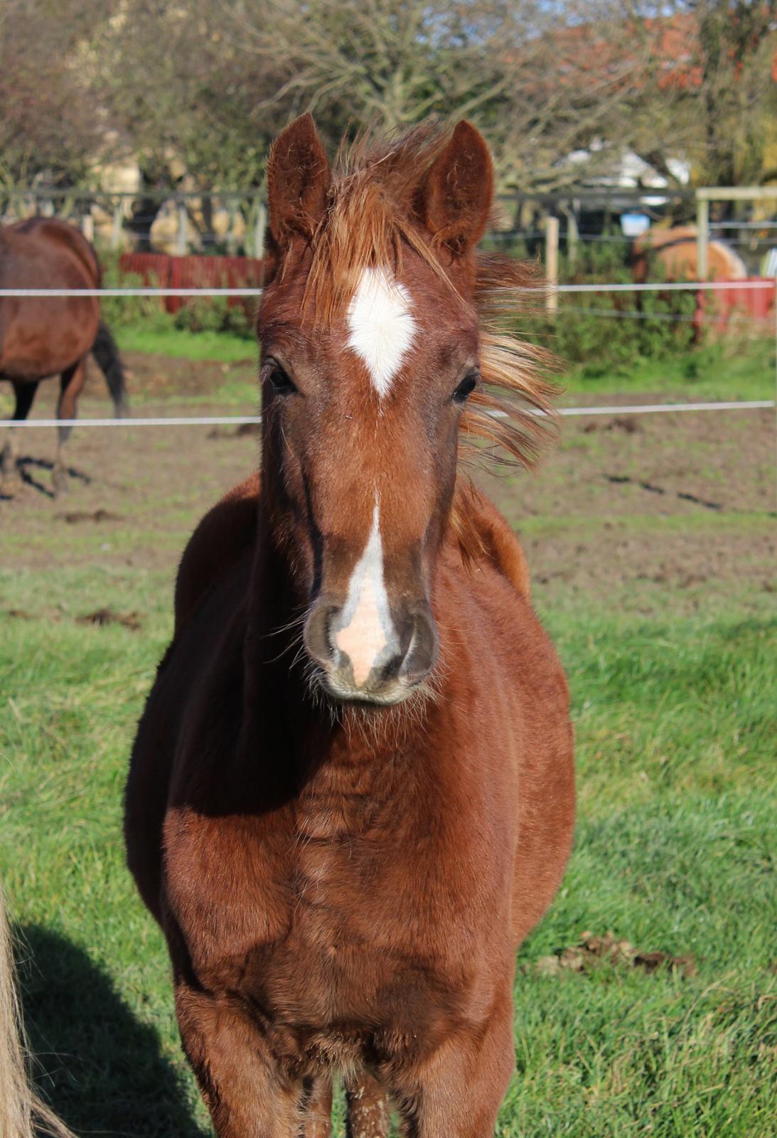 Welsh Cob (sec D) Melanders Check Me Out billede 26