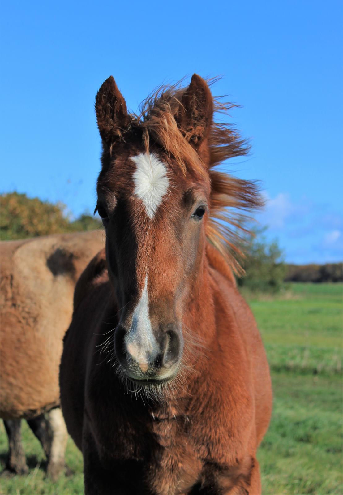Welsh Cob (sec D) Melanders Check Me Out billede 27