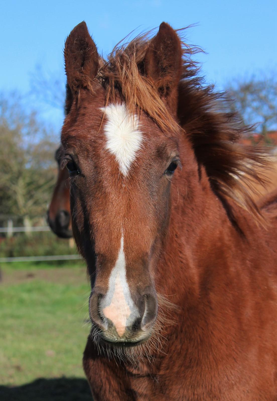 Welsh Cob (sec D) Melanders Check Me Out billede 28