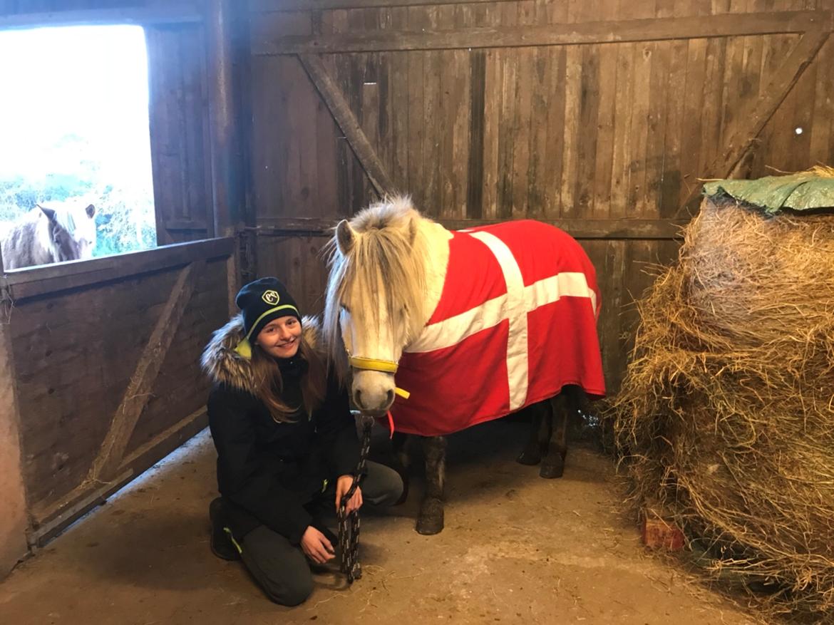 Welsh Mountain (sec A) Team J Nielsen's Felix - Velkommen til Felix's profil billede 2