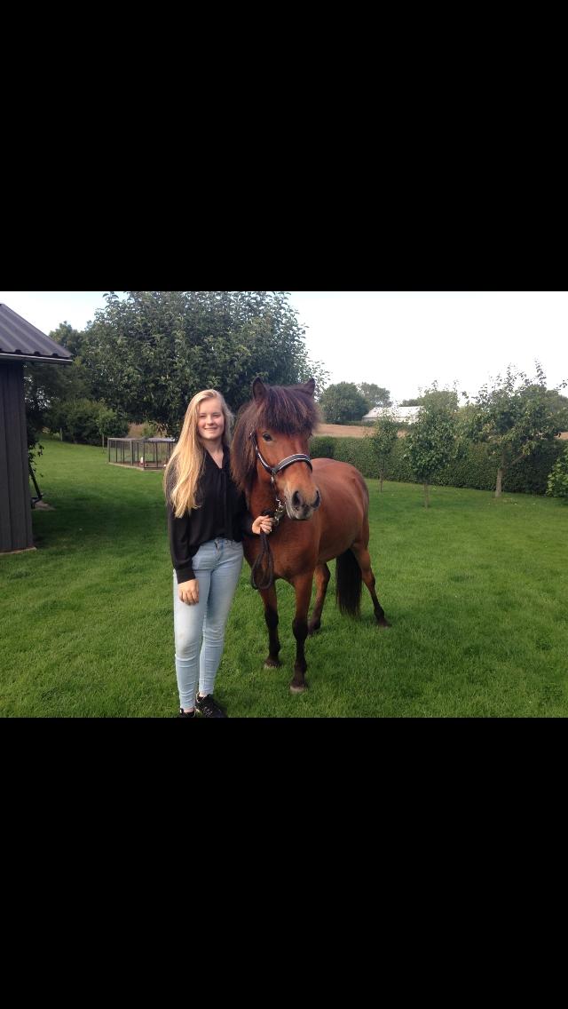 Islænder Sóley fra Urnebjerggård billede 2