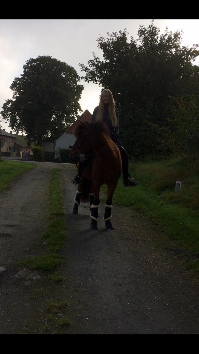 Islænder Sóley fra Urnebjerggård billede 4