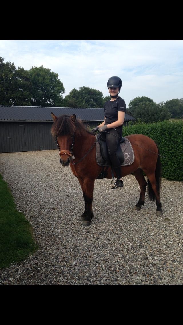 Islænder Sóley fra Urnebjerggård billede 5