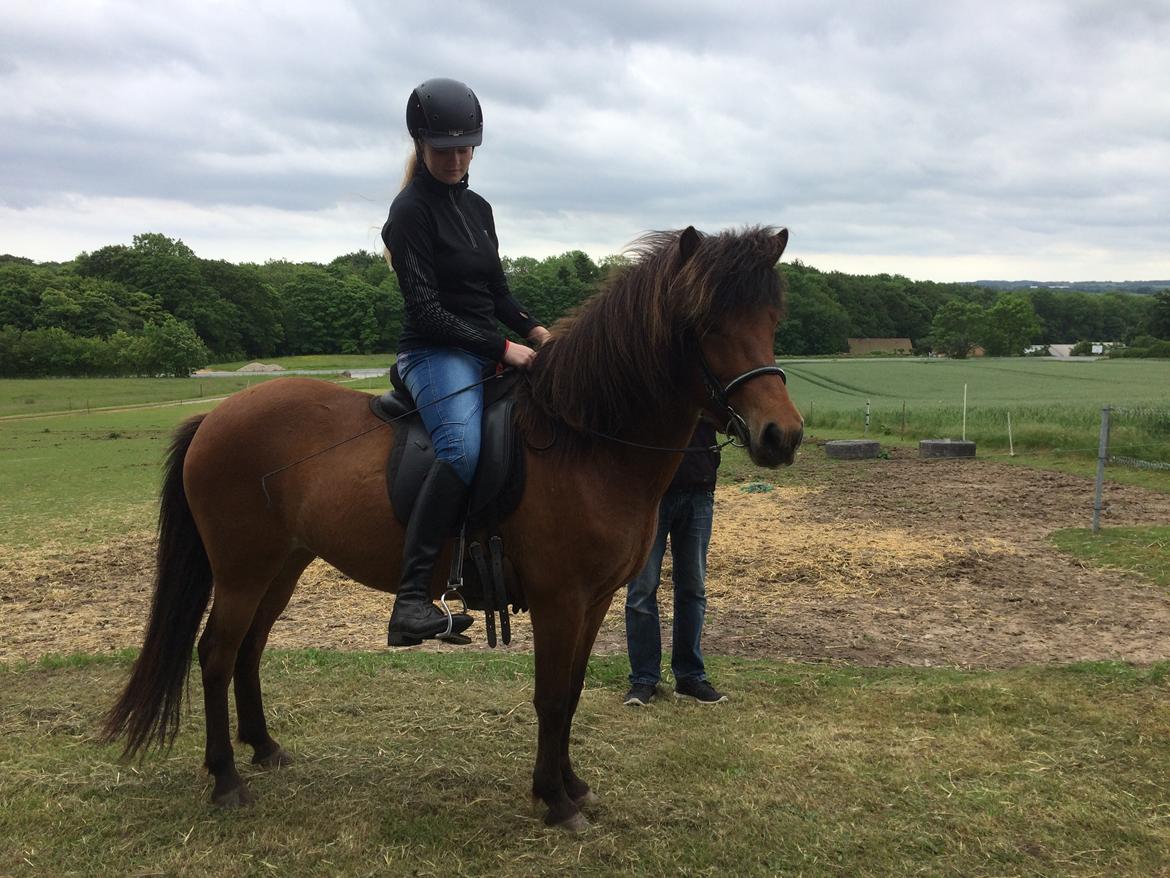 Islænder Sóley fra Urnebjerggård billede 6