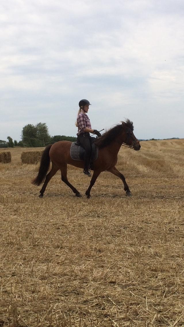 Islænder Sóley fra Urnebjerggård billede 7