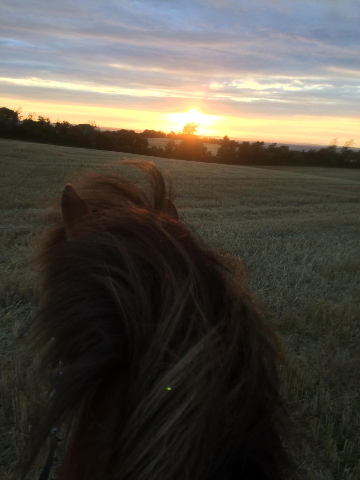 Islænder Sóley fra Urnebjerggård billede 8