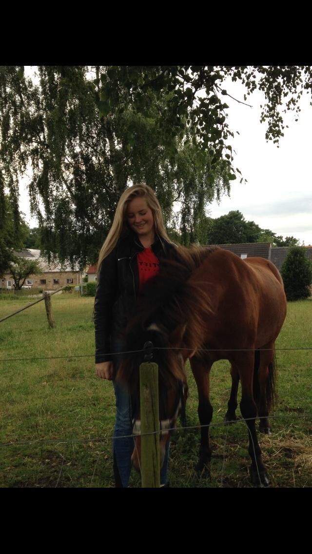 Islænder Sóley fra Urnebjerggård billede 9