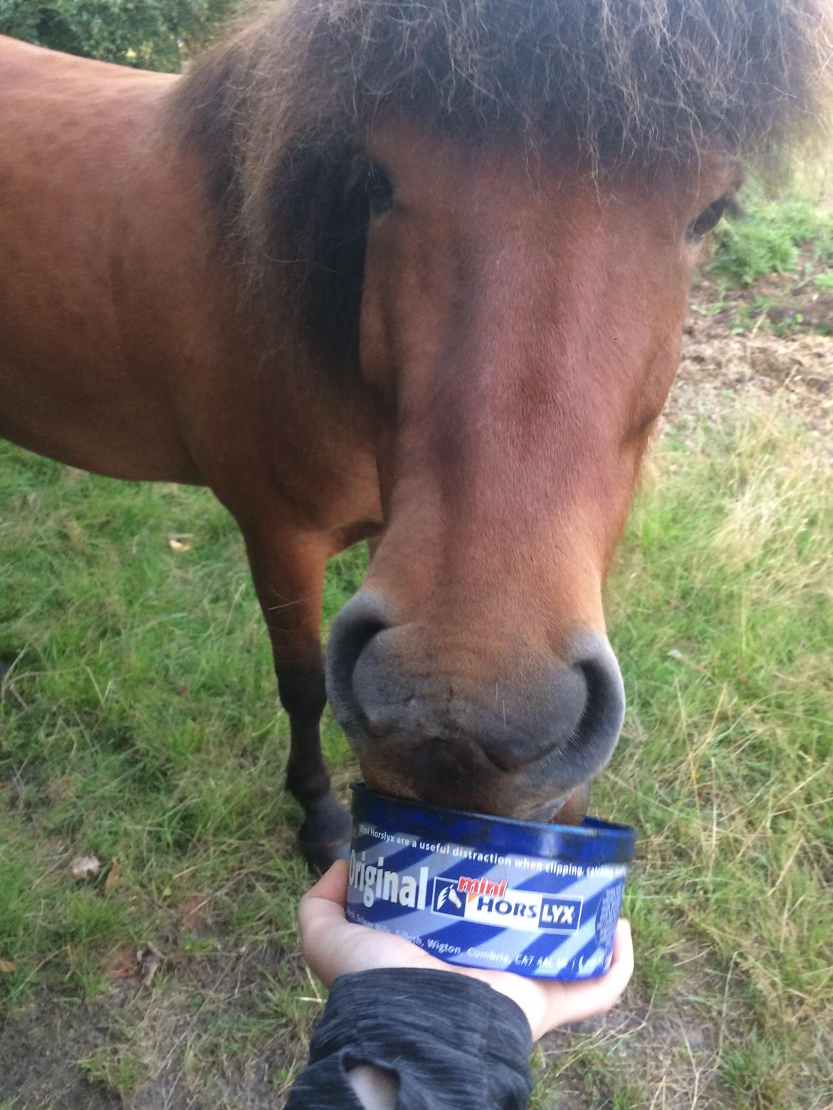 Islænder Sóley fra Urnebjerggård billede 10