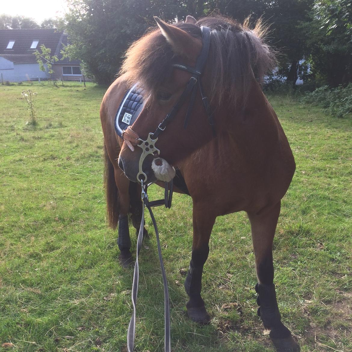 Islænder Sóley fra Urnebjerggård billede 11