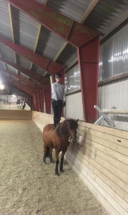 Islænder Sóley fra Urnebjerggård billede 12