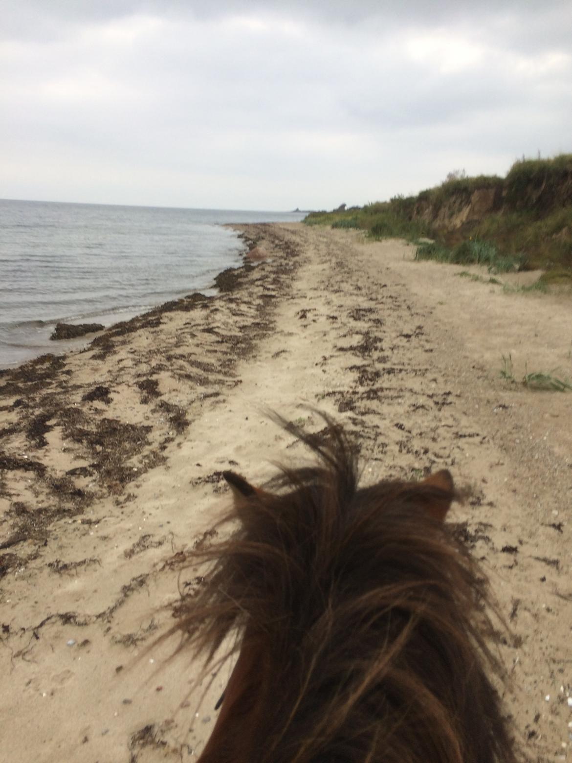 Islænder Sóley fra Urnebjerggård billede 13