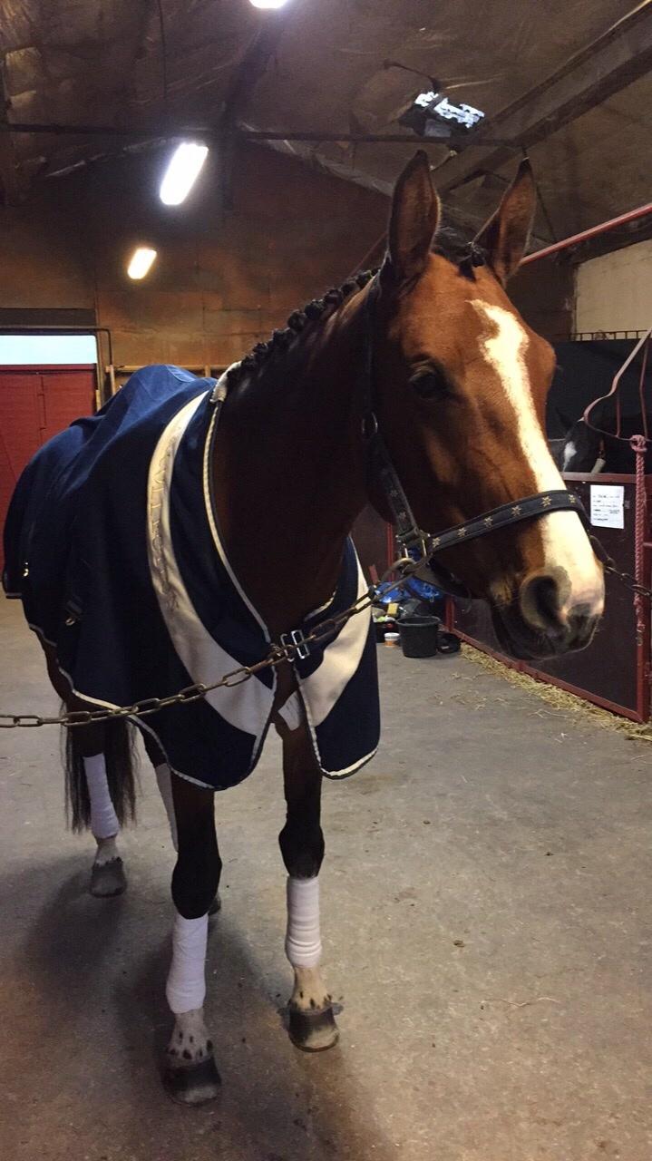 Dansk Varmblod Suzie Q billede 7