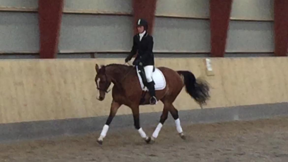 Dansk Varmblod Suzie Q billede 8