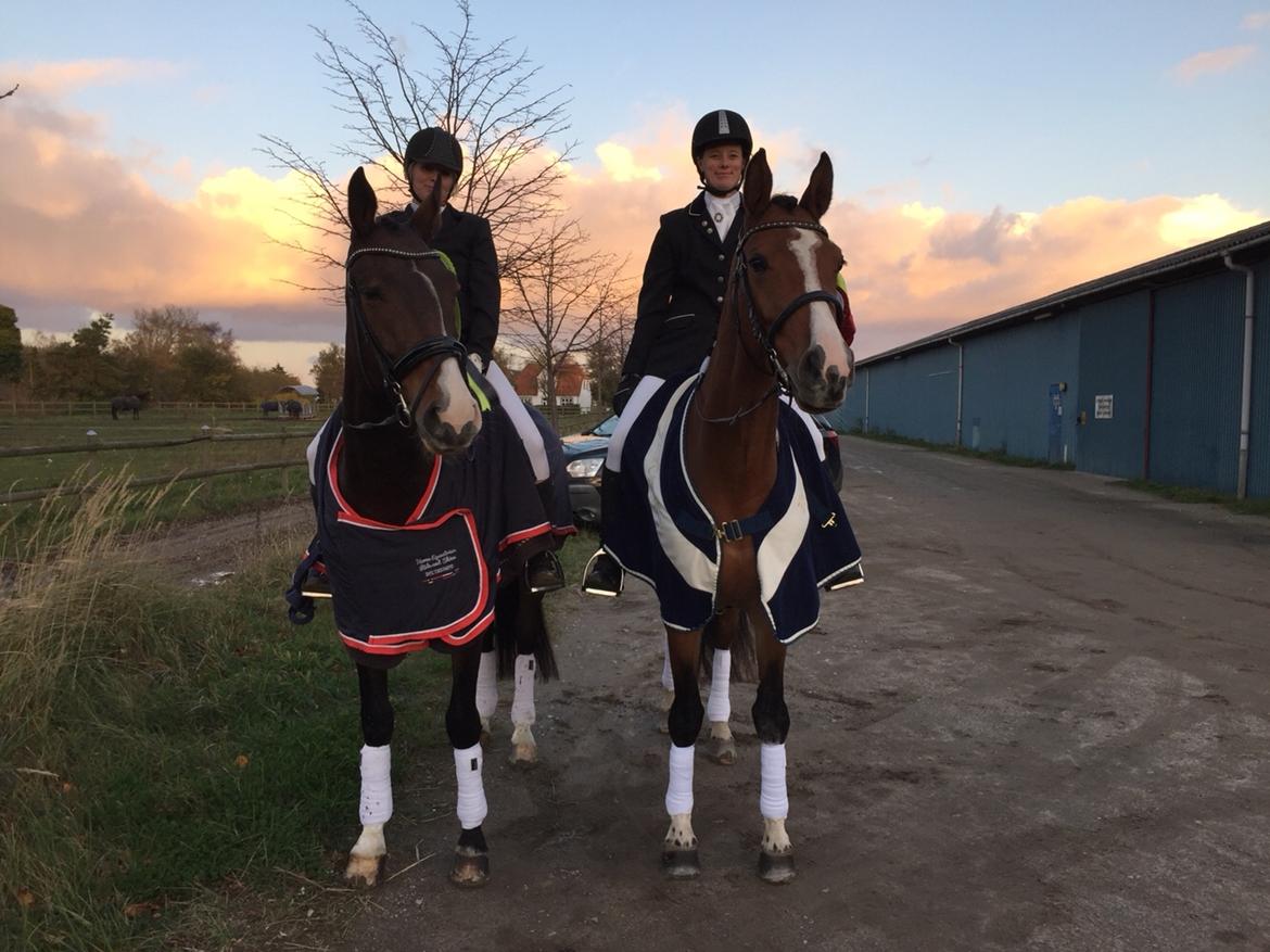 Dansk Varmblod Suzie Q billede 9