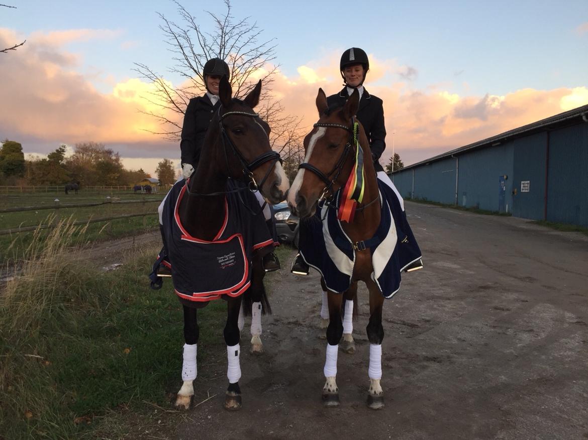 Dansk Varmblod Suzie Q billede 10