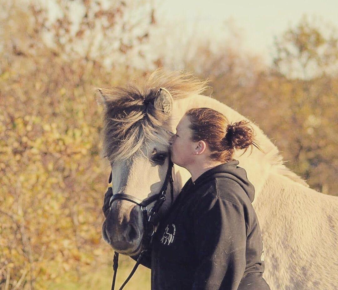 Fjordhest Melvejs gabbi billede 18
