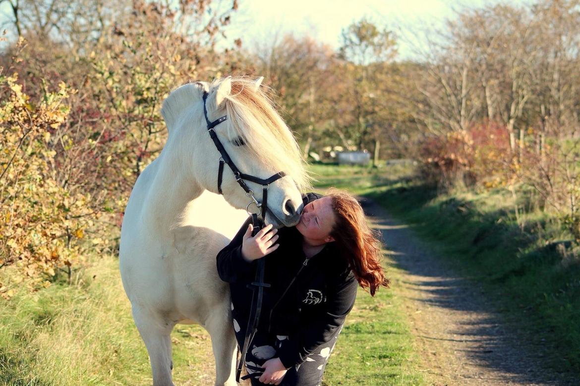 Fjordhest Kaja højmark billede 13